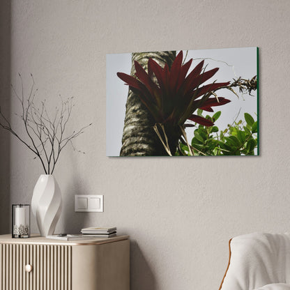 Canvas Stretched - Forest@Home - El Yunque - Recovering from Hurricane Maria - A rare red Bromeliad in a Sierra Palm - Green Forest Home