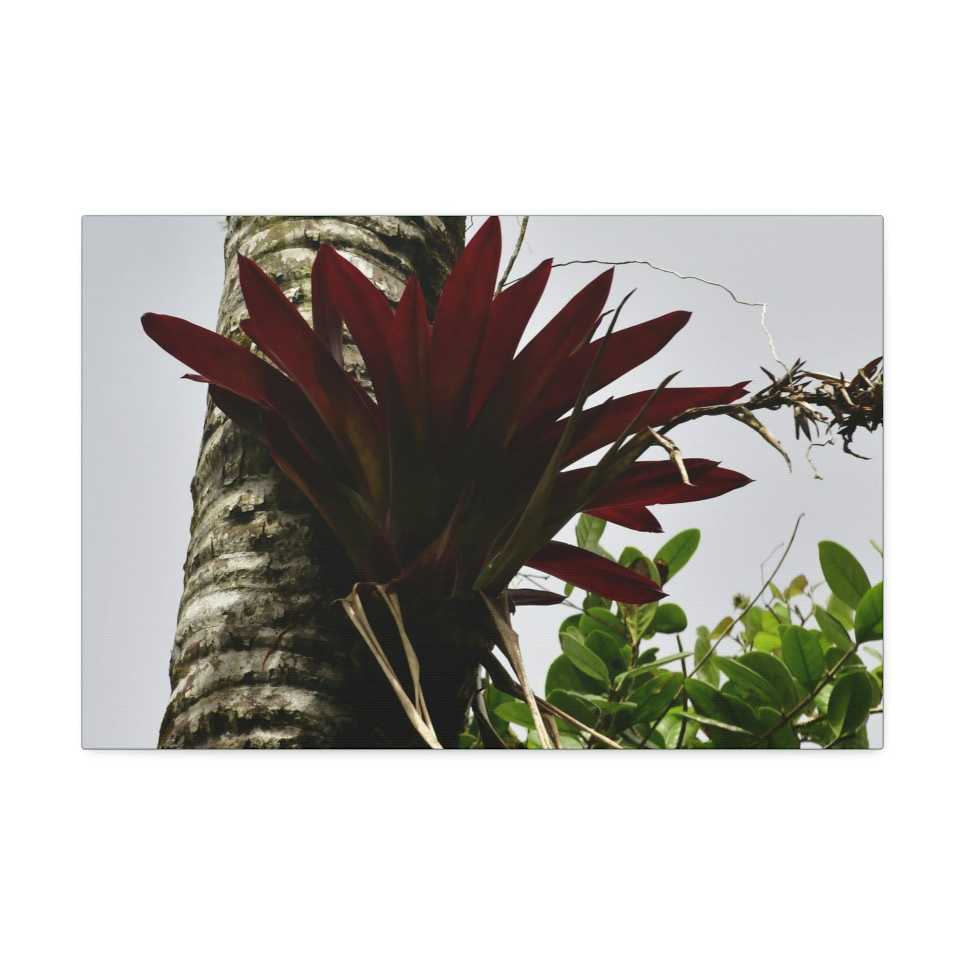 Canvas Stretched - Forest@Home - El Yunque - Recovering from Hurricane Maria - A rare red Bromeliad in a Sierra Palm - Green Forest Home
