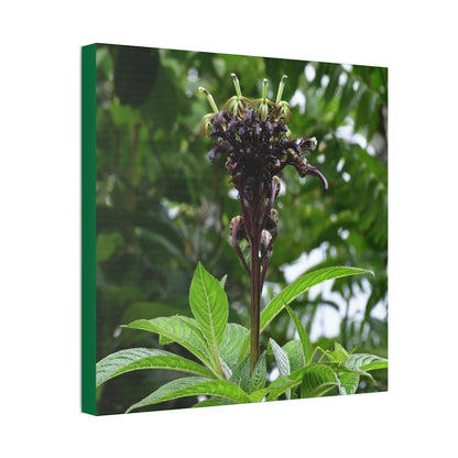 Canvas Stretched - Forest@Home - El Yunque - Recovering from Hurricane Maria - A weird flower of a plant of the forest - Green Forest Home