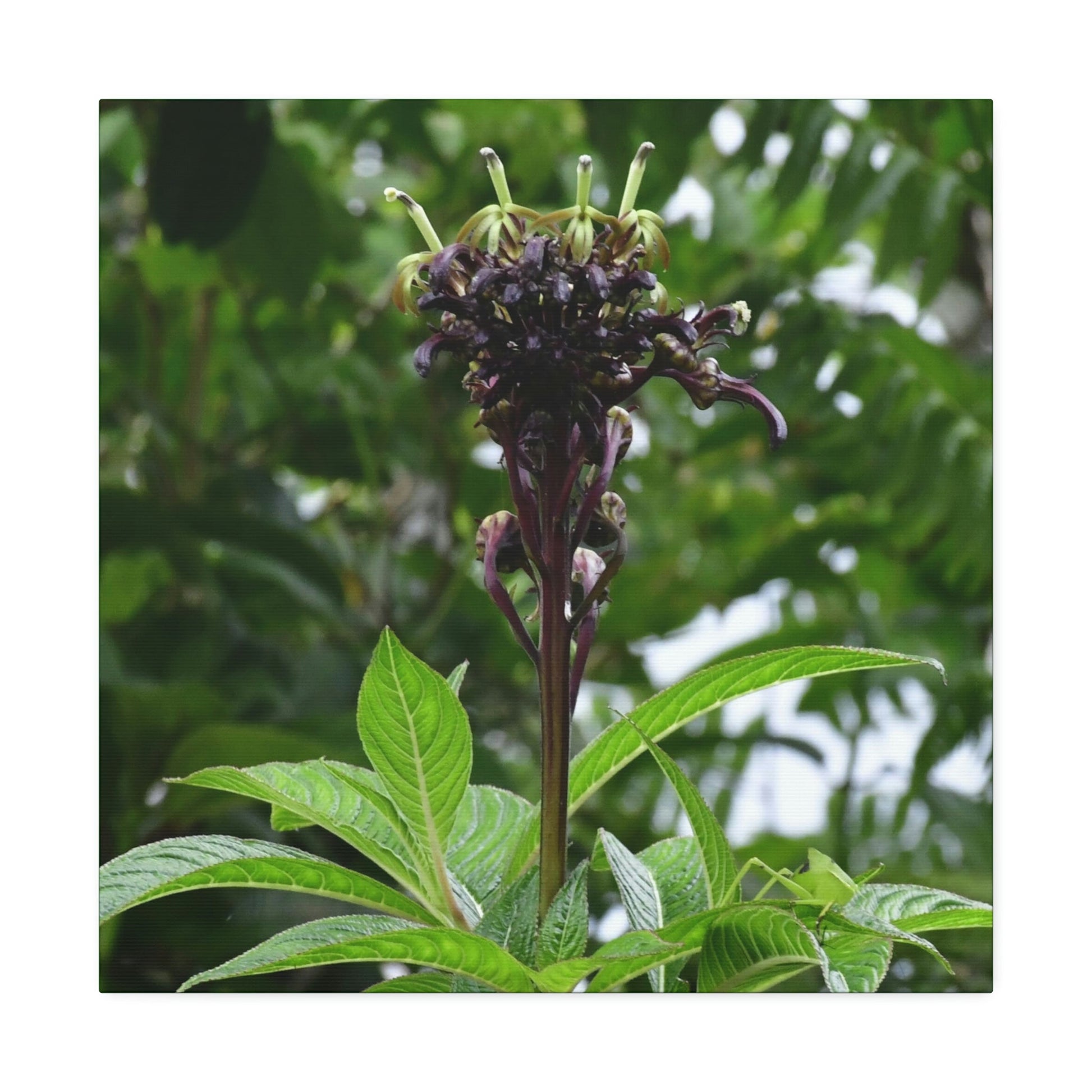 Canvas Stretched - Forest@Home - El Yunque - Recovering from Hurricane Maria - A weird flower of a plant of the forest - Green Forest Home