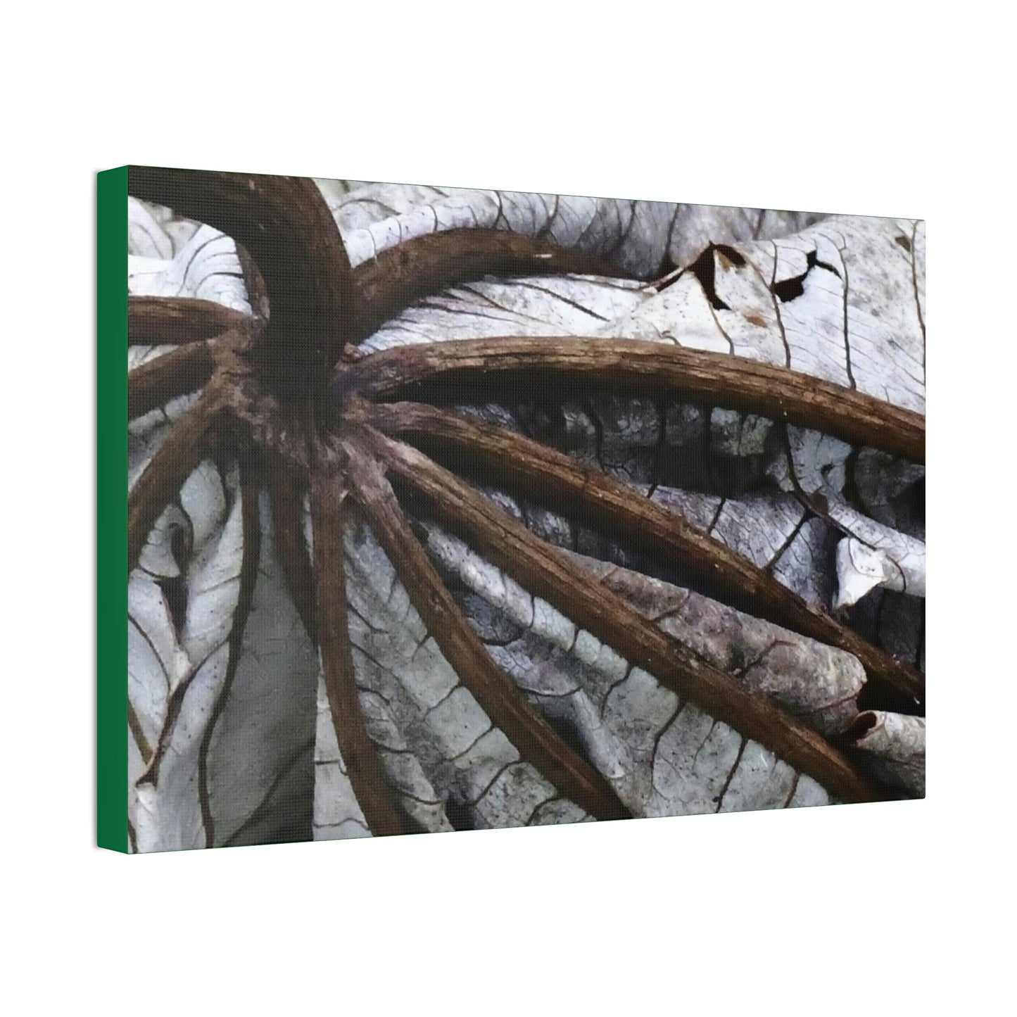 Canvas Stretched - Forest@Home - El Yunque - Recovering from Hurricane Maria - Closeup of center of fallen Yagrumo leaf - Tradewinds - Green Forest Home
