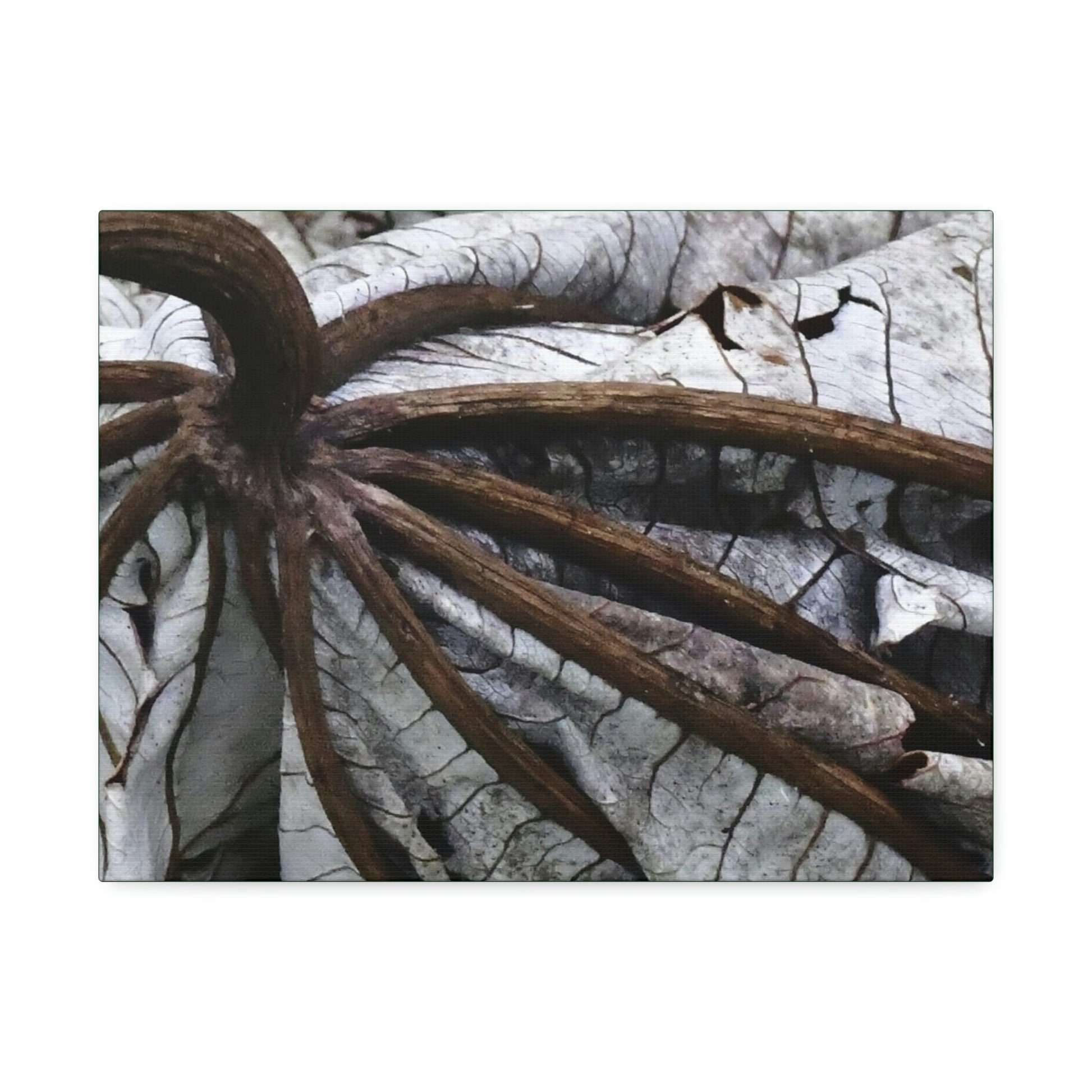 Canvas Stretched - Forest@Home - El Yunque - Recovering from Hurricane Maria - Closeup of center of fallen Yagrumo leaf - Tradewinds - Green Forest Home