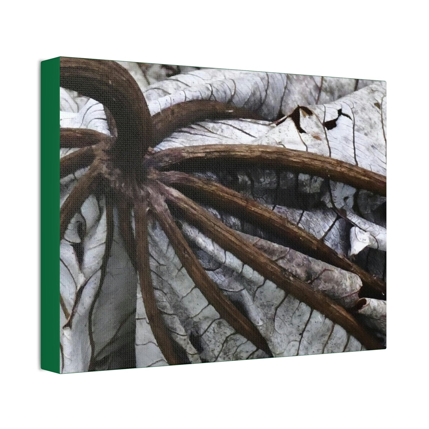 Canvas Stretched - Forest@Home - El Yunque - Recovering from Hurricane Maria - Closeup of center of fallen Yagrumo leaf - Tradewinds - Green Forest Home