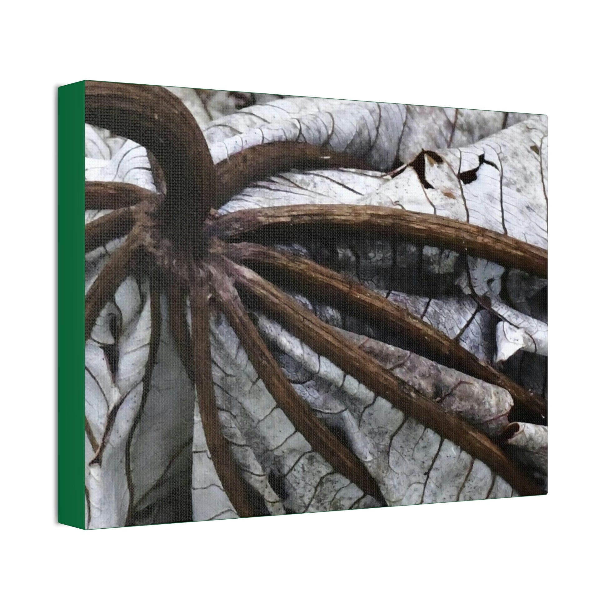 Canvas Stretched - Forest@Home - El Yunque - Recovering from Hurricane Maria - Closeup of center of fallen Yagrumo leaf - Tradewinds - Green Forest Home