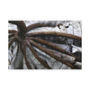 Canvas Stretched - Forest@Home - El Yunque - Recovering from Hurricane Maria - Closeup of center of fallen Yagrumo leaf - Tradewinds - Green Forest Home