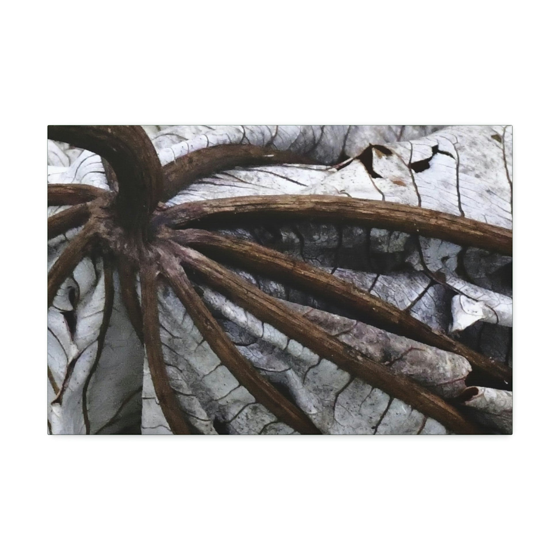 Canvas Stretched - Forest@Home - El Yunque - Recovering from Hurricane Maria - Closeup of center of fallen Yagrumo leaf - Tradewinds - Green Forest Home