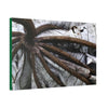 Canvas Stretched - Forest@Home - El Yunque - Recovering from Hurricane Maria - Closeup of center of fallen Yagrumo leaf - Tradewinds - Green Forest Home