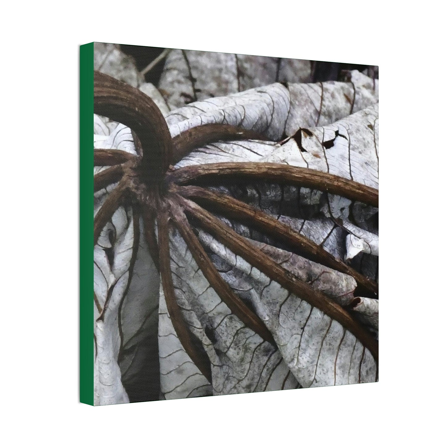 Canvas Stretched - Forest@Home - El Yunque - Recovering from Hurricane Maria - Closeup of center of fallen Yagrumo leaf - Tradewinds - Green Forest Home