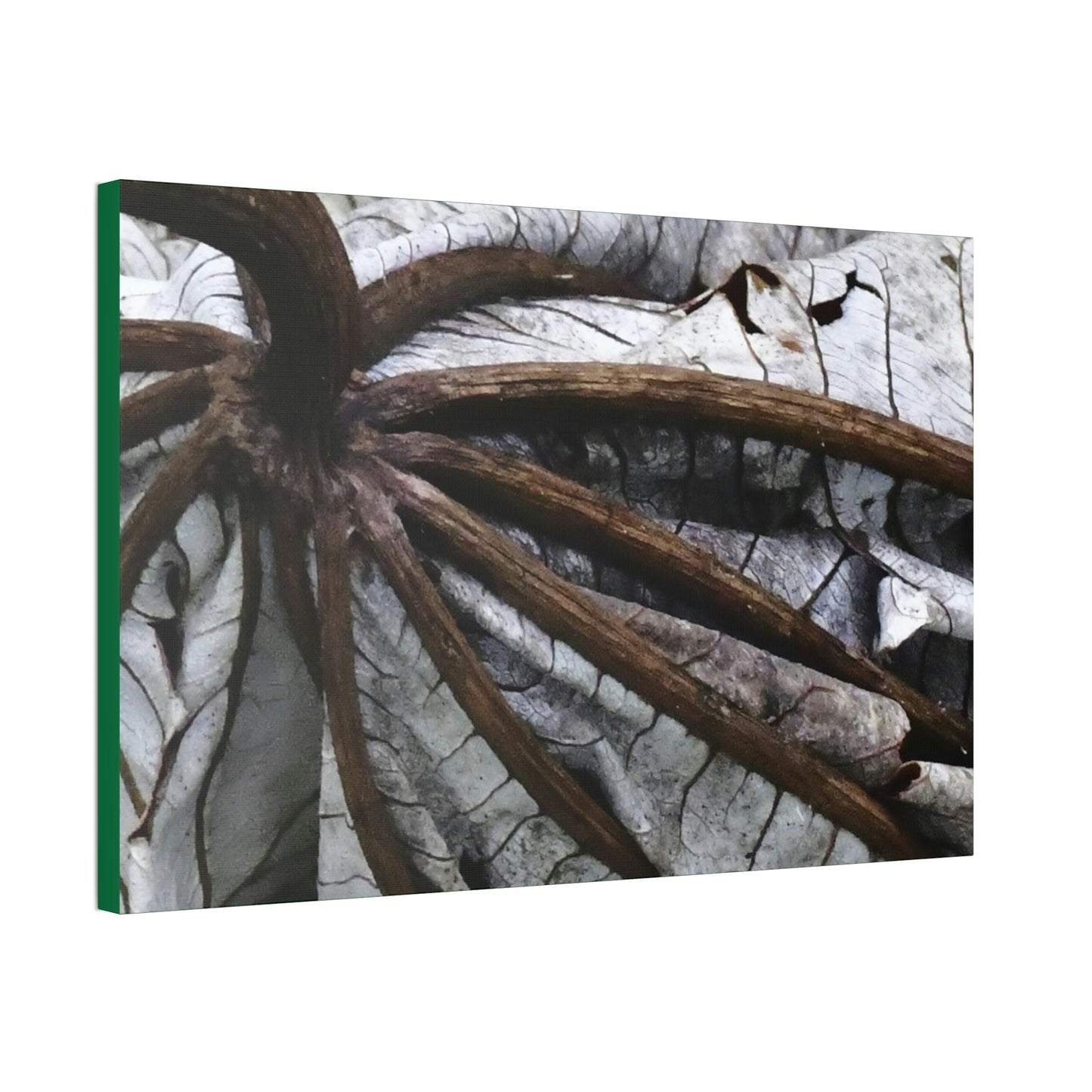 Canvas Stretched - Forest@Home - El Yunque - Recovering from Hurricane Maria - Closeup of center of fallen Yagrumo leaf - Tradewinds - Green Forest Home