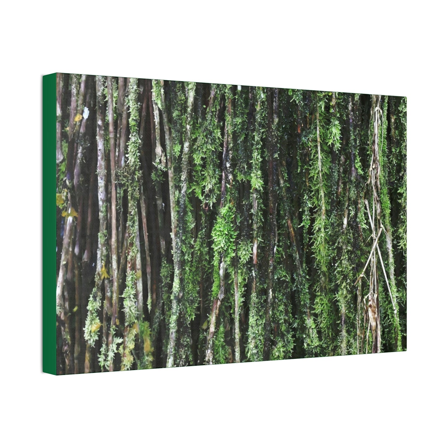 Canvas Stretched - Forest@Home - El Yunque - Recovering from Hurricane Maria - Closeup of Sierra Palm roots from boulder - Tradewinds - Green Forest Home