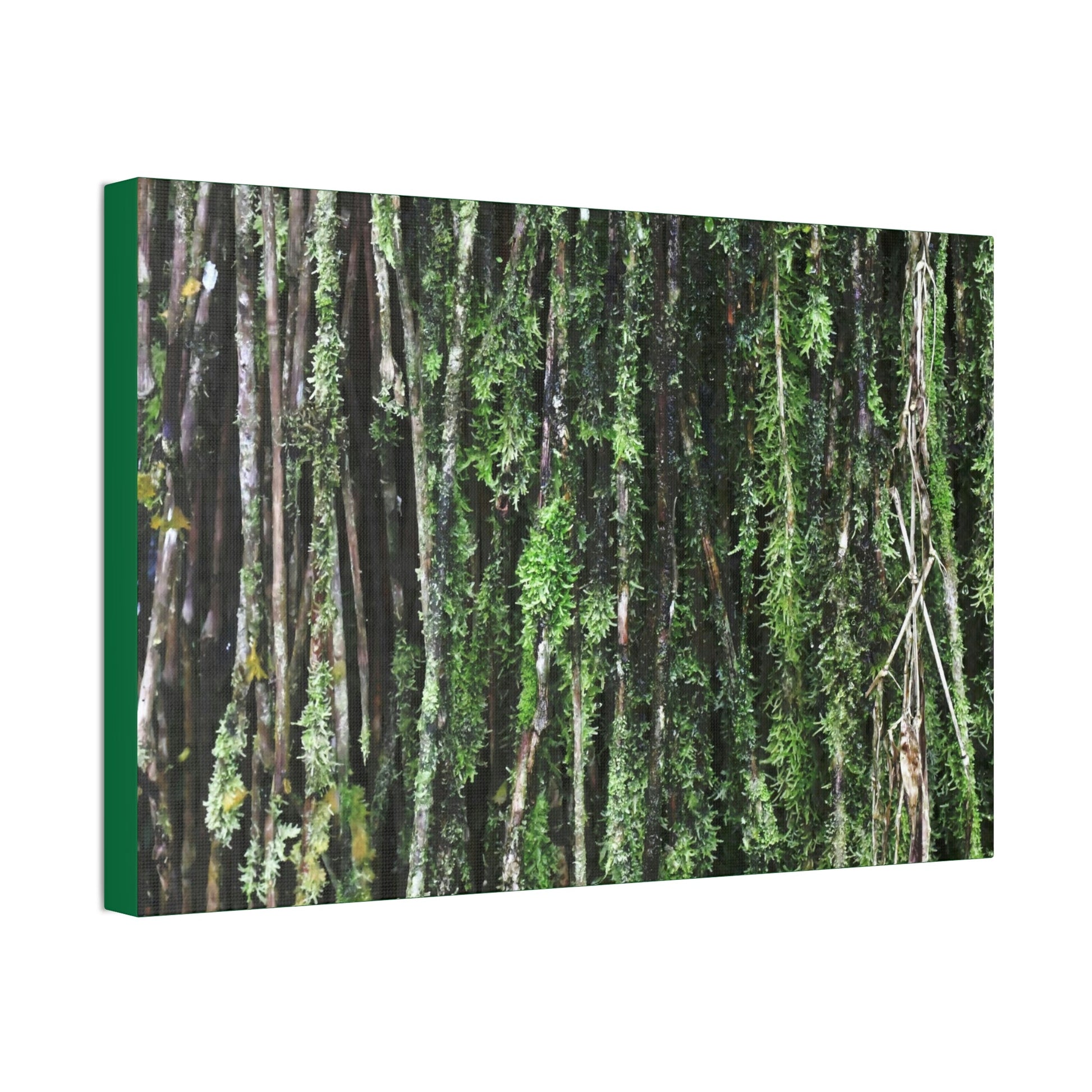 Canvas Stretched - Forest@Home - El Yunque - Recovering from Hurricane Maria - Closeup of Sierra Palm roots from boulder - Tradewinds - Green Forest Home