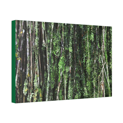 Canvas Stretched - Forest@Home - El Yunque - Recovering from Hurricane Maria - Closeup of Sierra Palm roots from boulder - Tradewinds - Green Forest Home