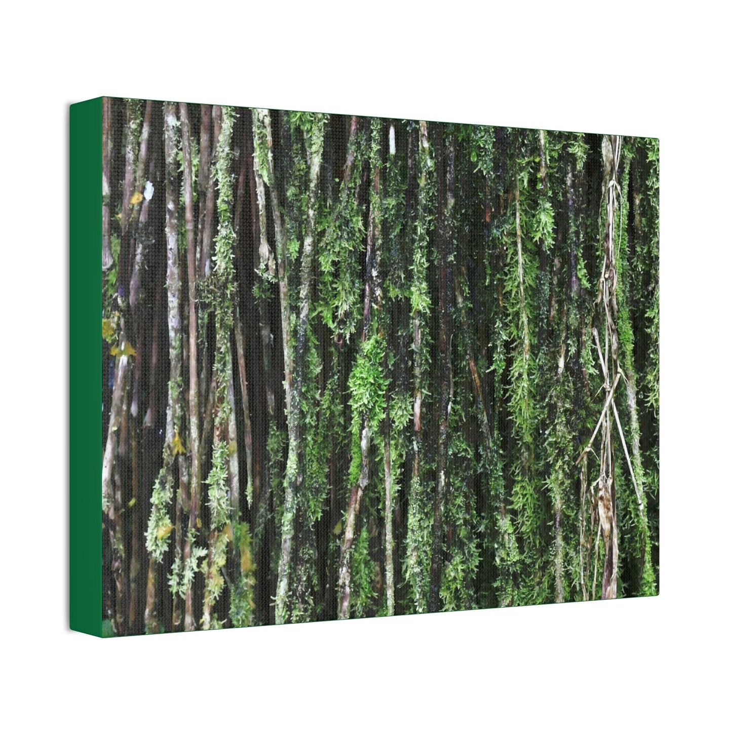 Canvas Stretched - Forest@Home - El Yunque - Recovering from Hurricane Maria - Closeup of Sierra Palm roots from boulder - Tradewinds - Green Forest Home