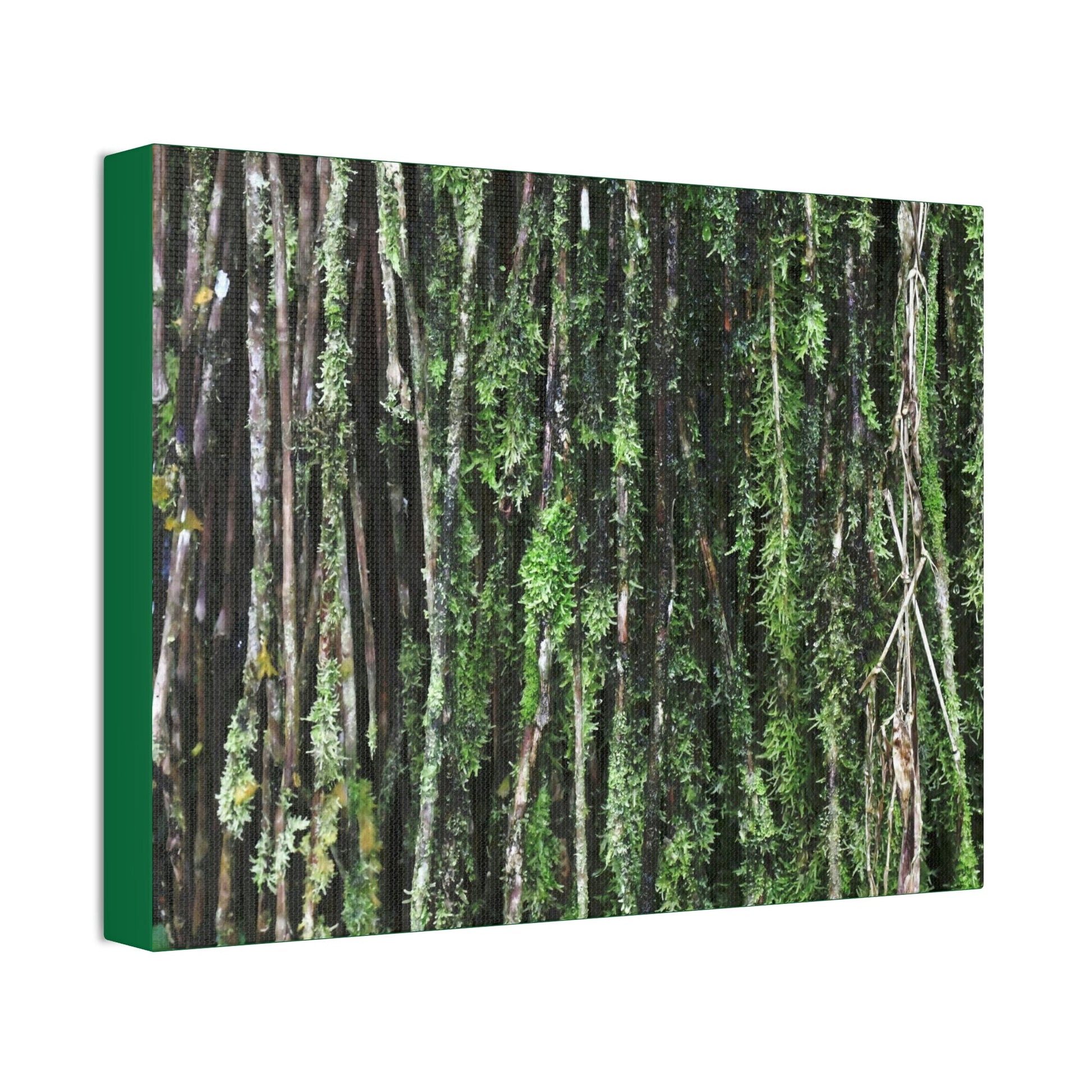 Canvas Stretched - Forest@Home - El Yunque - Recovering from Hurricane Maria - Closeup of Sierra Palm roots from boulder - Tradewinds - Green Forest Home