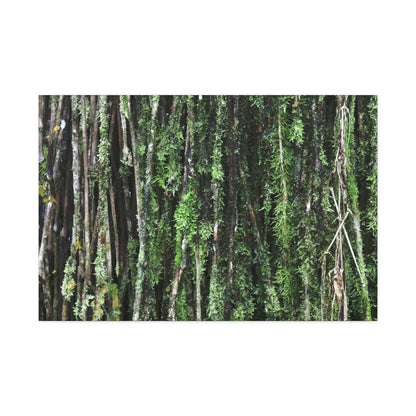 Canvas Stretched - Forest@Home - El Yunque - Recovering from Hurricane Maria - Closeup of Sierra Palm roots from boulder - Tradewinds - Green Forest Home