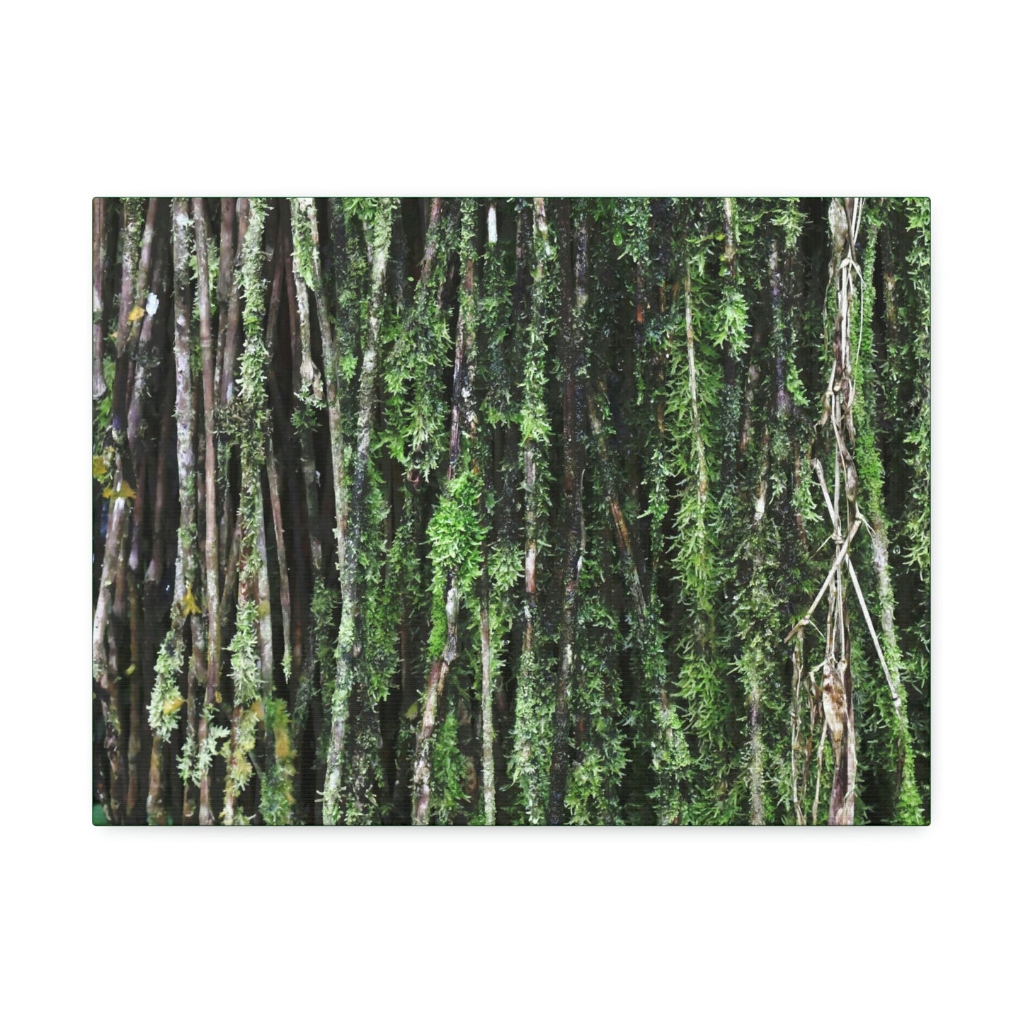 Canvas Stretched - Forest@Home - El Yunque - Recovering from Hurricane Maria - Closeup of Sierra Palm roots from boulder - Tradewinds - Green Forest Home