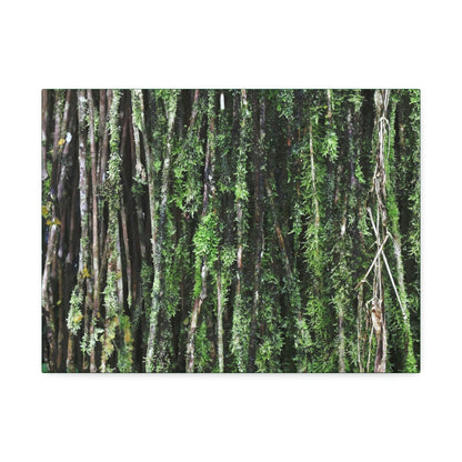 Canvas Stretched - Forest@Home - El Yunque - Recovering from Hurricane Maria - Closeup of Sierra Palm roots from boulder - Tradewinds - Green Forest Home