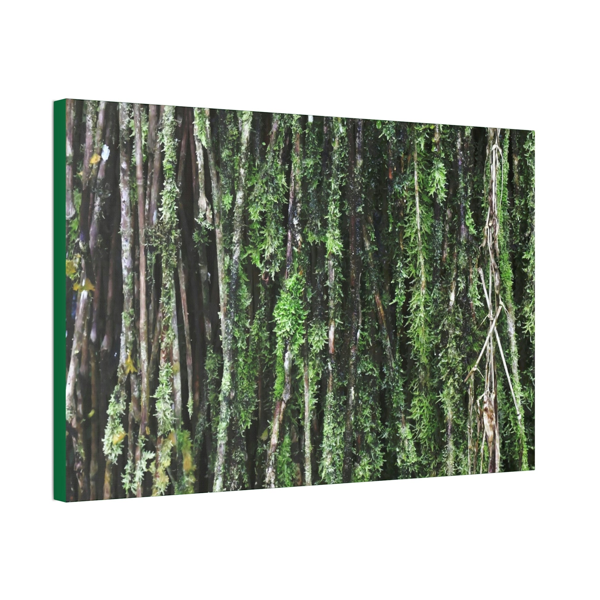 Canvas Stretched - Forest@Home - El Yunque - Recovering from Hurricane Maria - Closeup of Sierra Palm roots from boulder - Tradewinds - Green Forest Home