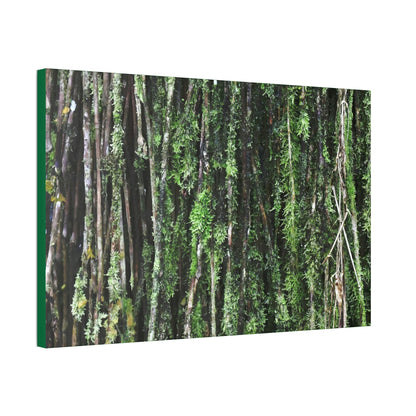 Canvas Stretched - Forest@Home - El Yunque - Recovering from Hurricane Maria - Closeup of Sierra Palm roots from boulder - Tradewinds - Green Forest Home
