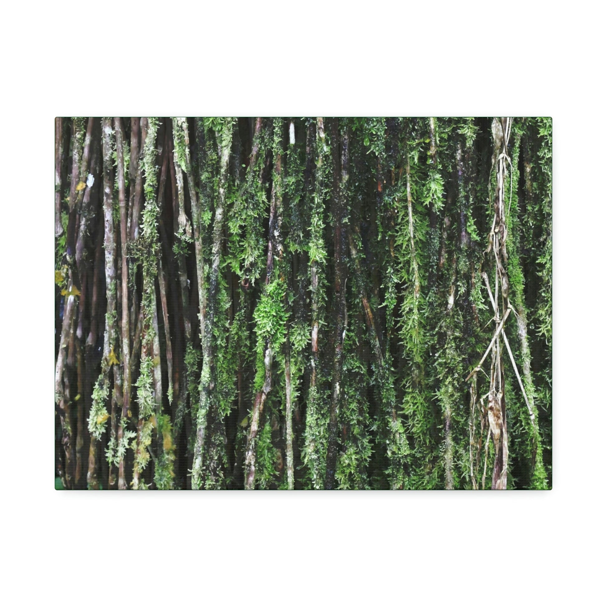 Canvas Stretched - Forest@Home - El Yunque - Recovering from Hurricane Maria - Closeup of Sierra Palm roots from boulder - Tradewinds - Green Forest Home