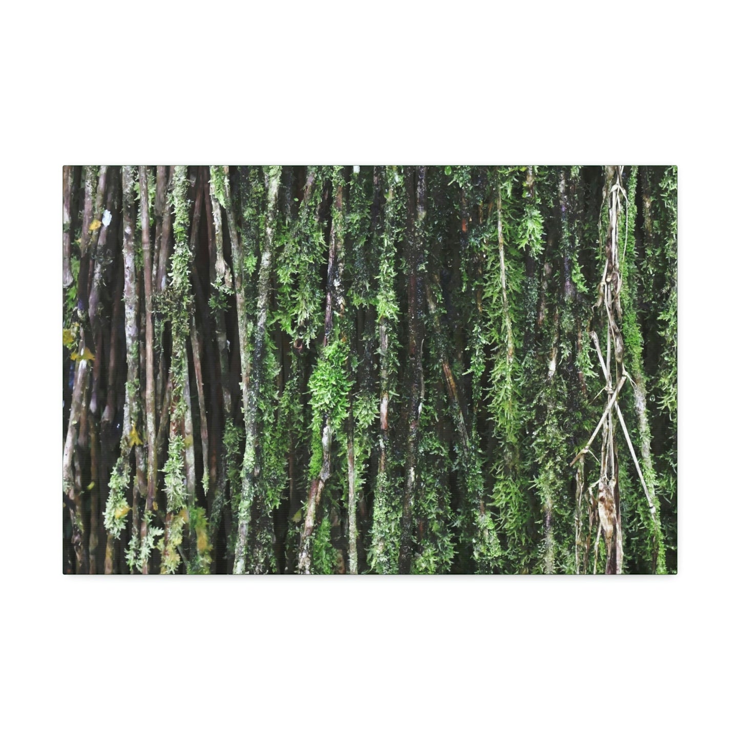 Canvas Stretched - Forest@Home - El Yunque - Recovering from Hurricane Maria - Closeup of Sierra Palm roots from boulder - Tradewinds - Green Forest Home