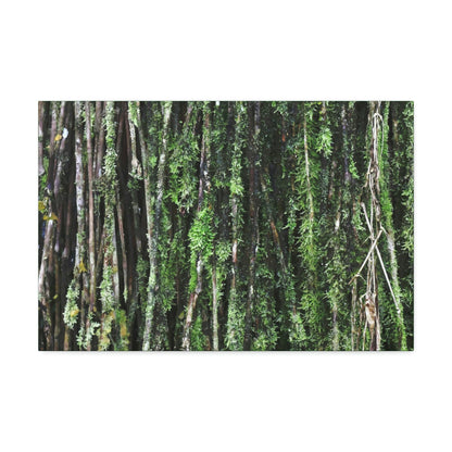 Canvas Stretched - Forest@Home - El Yunque - Recovering from Hurricane Maria - Closeup of Sierra Palm roots from boulder - Tradewinds - Green Forest Home