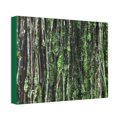 Canvas Stretched - Forest@Home - El Yunque - Recovering from Hurricane Maria - Closeup of Sierra Palm roots from boulder - Tradewinds - Green Forest Home