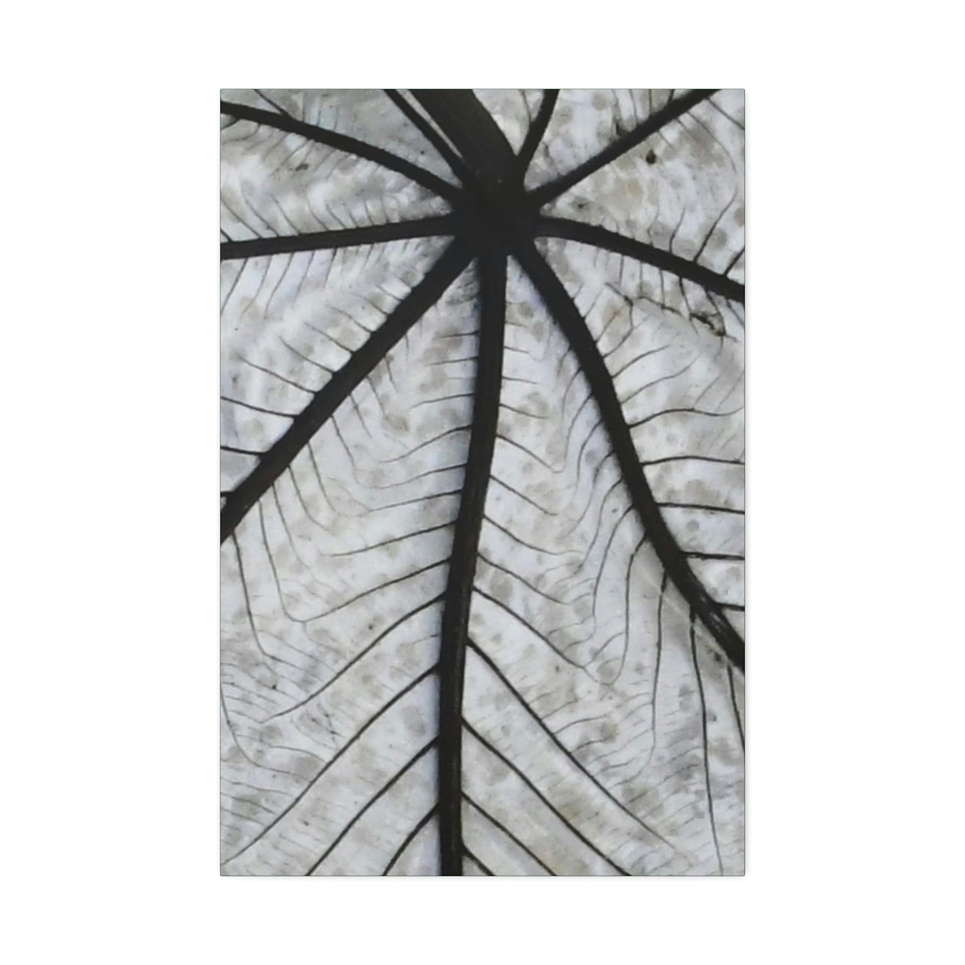 Canvas Stretched - Forest@Home - El Yunque - Recovering from Hurricane Maria - Closeup of white side of the Yagrumo leaf - Green Forest Home