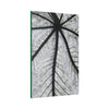 Canvas Stretched - Forest@Home - El Yunque - Recovering from Hurricane Maria - Closeup of white side of the Yagrumo leaf - Green Forest Home
