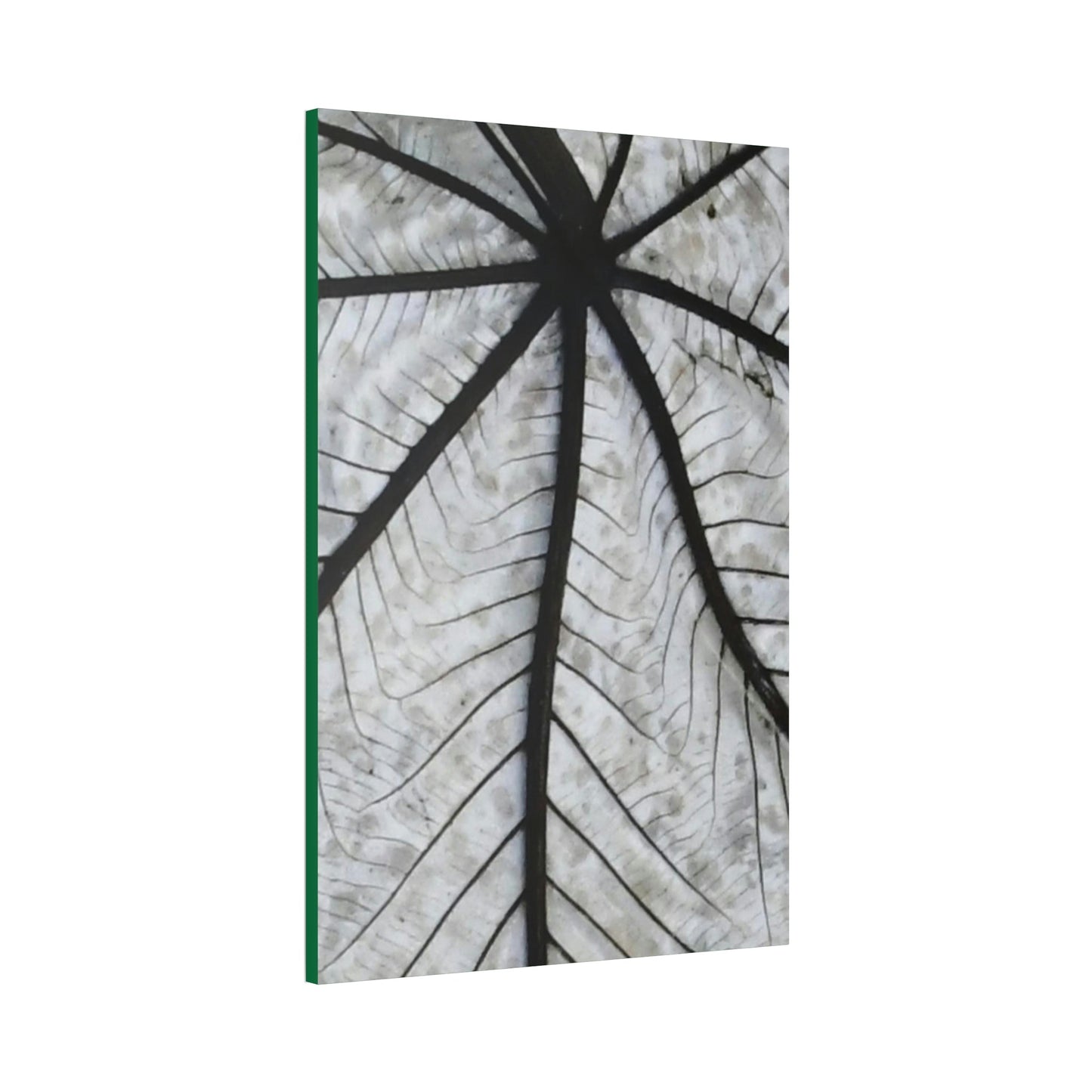 Canvas Stretched - Forest@Home - El Yunque - Recovering from Hurricane Maria - Closeup of white side of the Yagrumo leaf - Green Forest Home