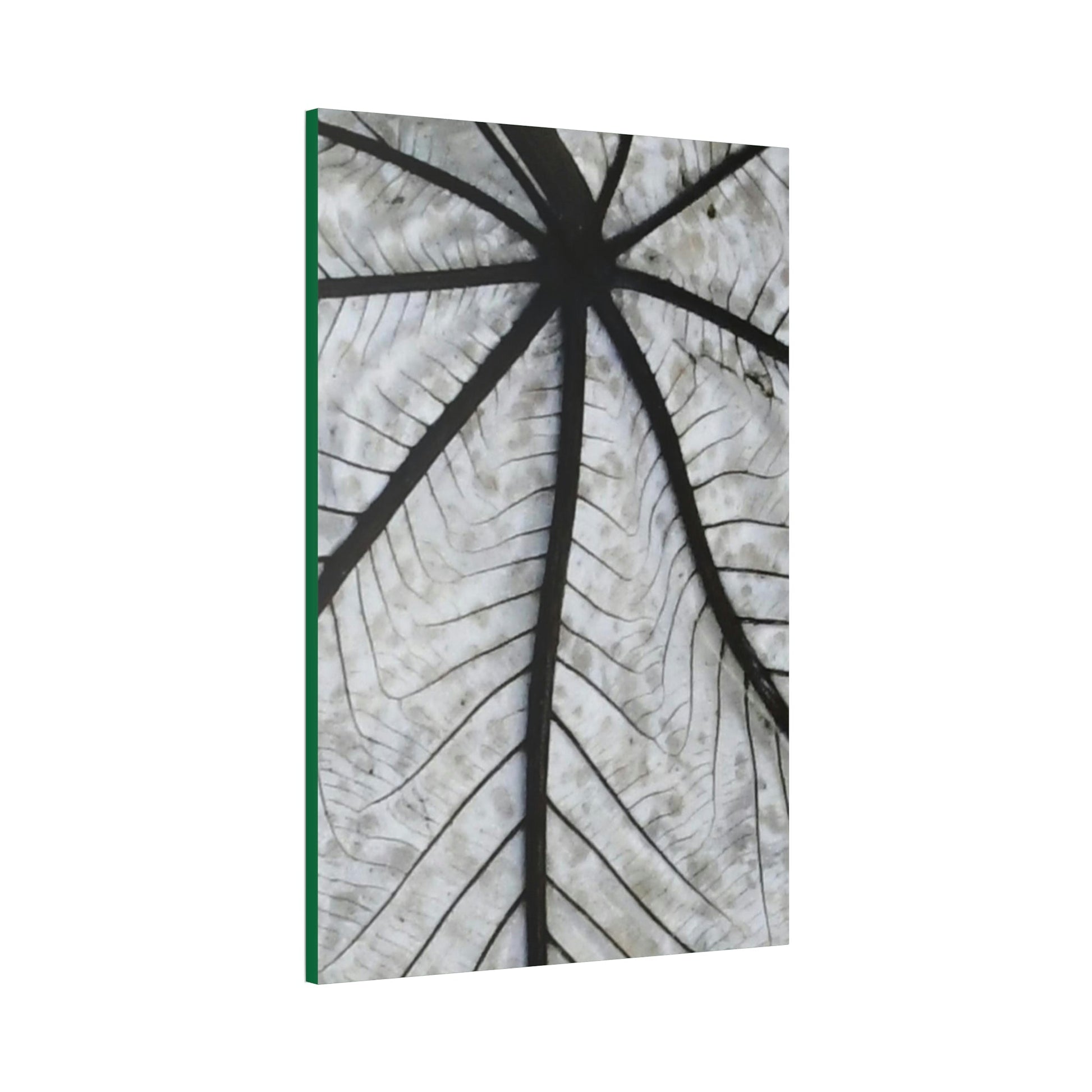 Canvas Stretched - Forest@Home - El Yunque - Recovering from Hurricane Maria - Closeup of white side of the Yagrumo leaf - Green Forest Home
