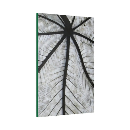 Canvas Stretched - Forest@Home - El Yunque - Recovering from Hurricane Maria - Closeup of white side of the Yagrumo leaf - Green Forest Home