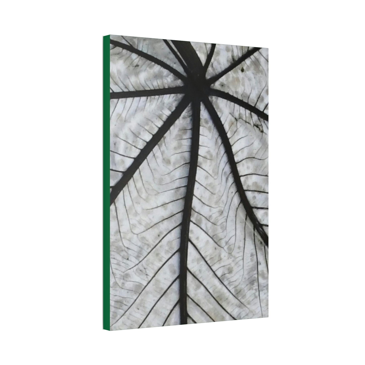 Canvas Stretched - Forest@Home - El Yunque - Recovering from Hurricane Maria - Closeup of white side of the Yagrumo leaf - Green Forest Home