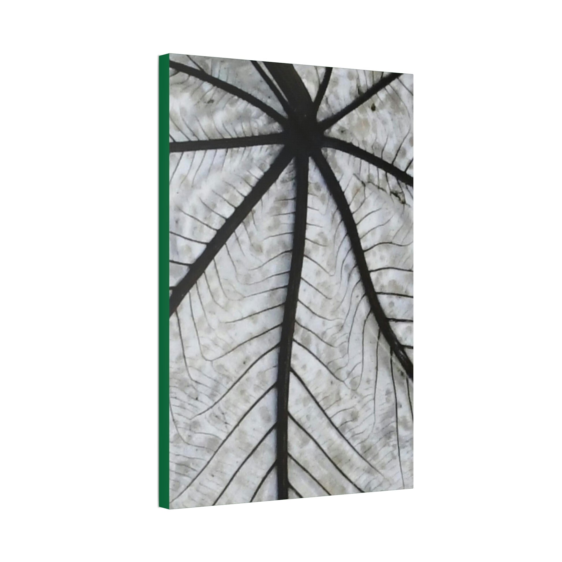 Canvas Stretched - Forest@Home - El Yunque - Recovering from Hurricane Maria - Closeup of white side of the Yagrumo leaf - Green Forest Home