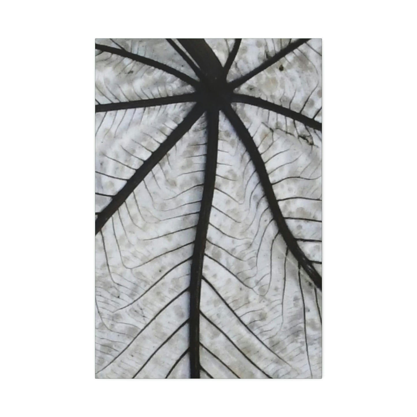Canvas Stretched - Forest@Home - El Yunque - Recovering from Hurricane Maria - Closeup of white side of the Yagrumo leaf - Green Forest Home