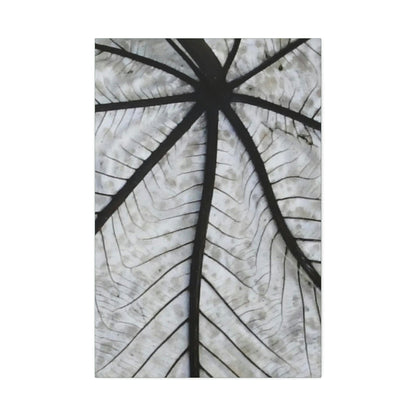 Canvas Stretched - Forest@Home - El Yunque - Recovering from Hurricane Maria - Closeup of white side of the Yagrumo leaf - Green Forest Home