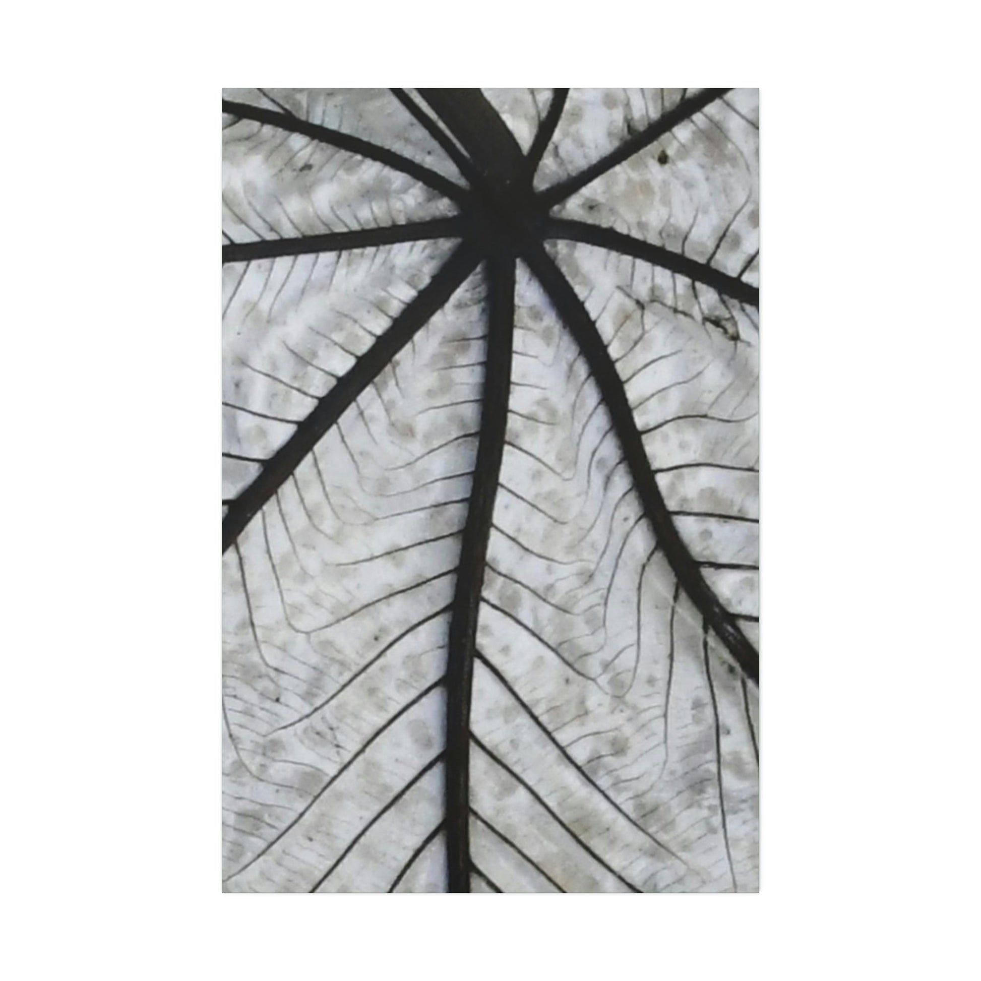 Canvas Stretched - Forest@Home - El Yunque - Recovering from Hurricane Maria - Closeup of white side of the Yagrumo leaf - Green Forest Home