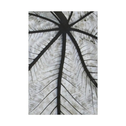 Canvas Stretched - Forest@Home - El Yunque - Recovering from Hurricane Maria - Closeup of white side of the Yagrumo leaf - Green Forest Home