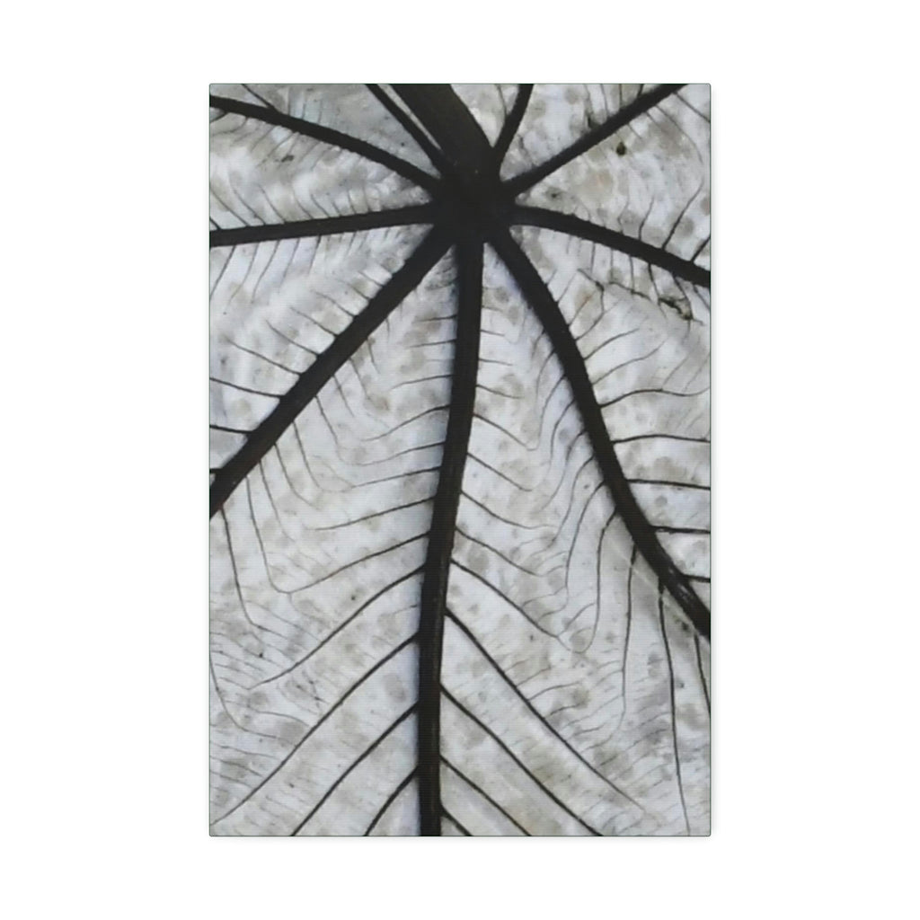 Canvas Stretched - Forest@Home - El Yunque - Recovering from Hurricane Maria - Closeup of white side of the Yagrumo leaf - Green Forest Home