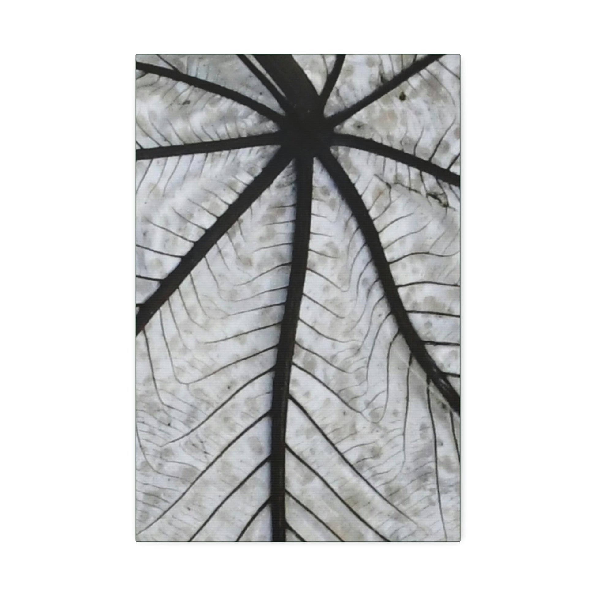 Canvas Stretched - Forest@Home - El Yunque - Recovering from Hurricane Maria - Closeup of white side of the Yagrumo leaf - Green Forest Home