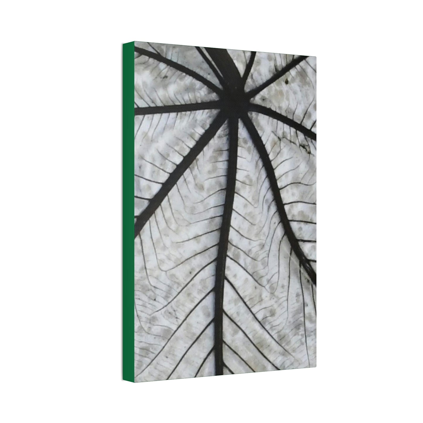 Canvas Stretched - Forest@Home - El Yunque - Recovering from Hurricane Maria - Closeup of white side of the Yagrumo leaf - Green Forest Home