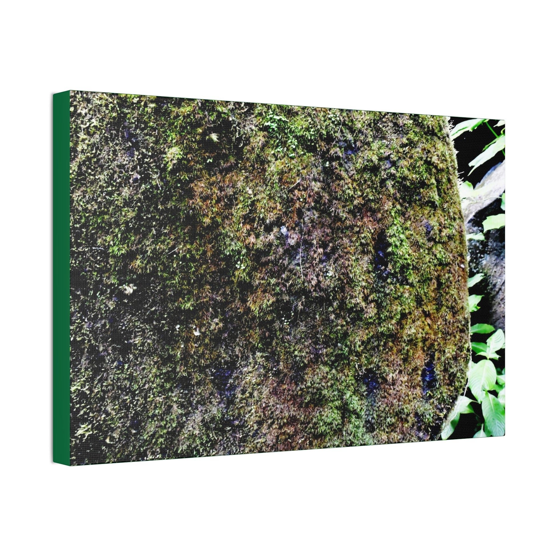Canvas Stretched - Forest@Home - El Yunque - Recovering from Hurricane Maria - Color enhanced boulder covered with moss - Tradewinds - Green Forest Home
