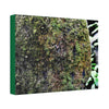 Canvas Stretched - Forest@Home - El Yunque - Recovering from Hurricane Maria - Color enhanced boulder covered with moss - Tradewinds - Green Forest Home