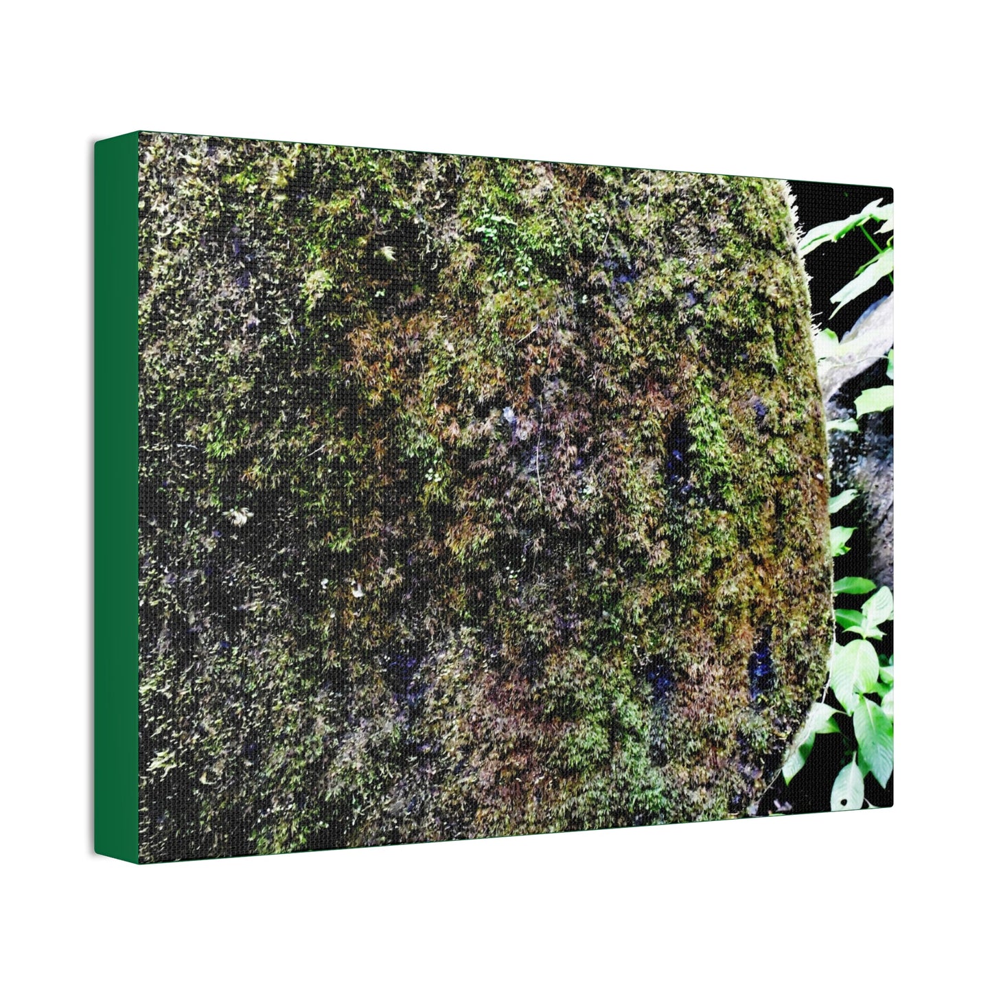 Canvas Stretched - Forest@Home - El Yunque - Recovering from Hurricane Maria - Color enhanced boulder covered with moss - Tradewinds - Green Forest Home