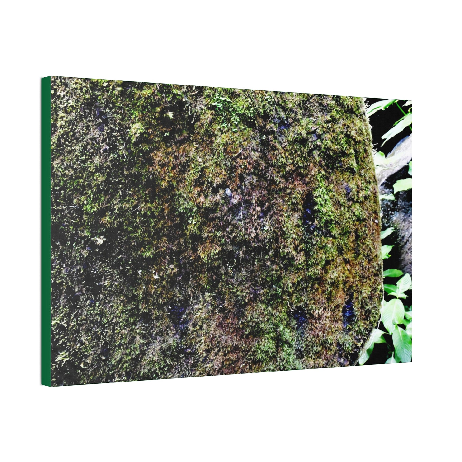 Canvas Stretched - Forest@Home - El Yunque - Recovering from Hurricane Maria - Color enhanced boulder covered with moss - Tradewinds - Green Forest Home