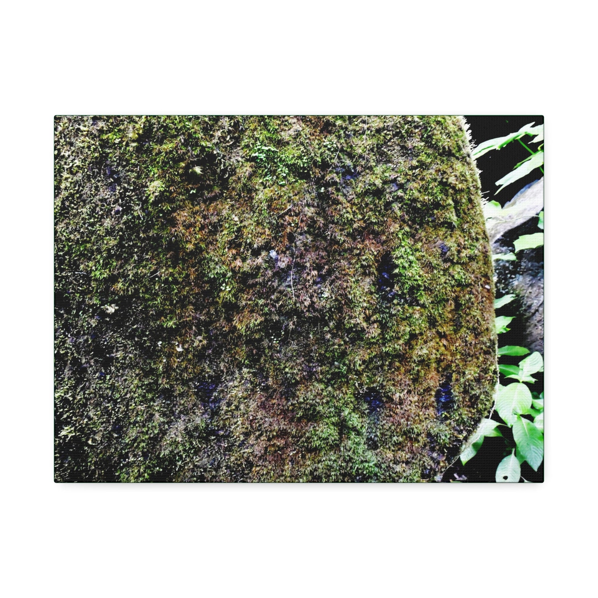 Canvas Stretched - Forest@Home - El Yunque - Recovering from Hurricane Maria - Color enhanced boulder covered with moss - Tradewinds - Green Forest Home
