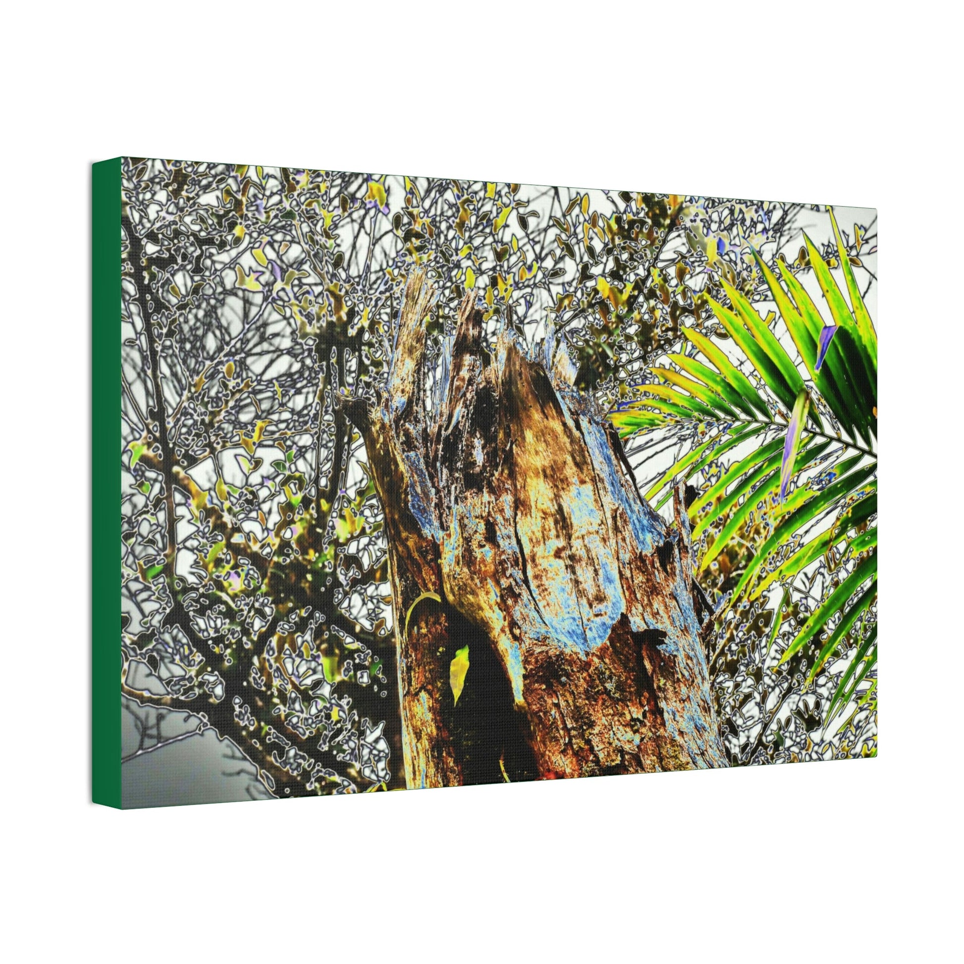 Canvas Stretched - Forest@Home - El Yunque - Recovering from Hurricane Maria - Color mod enhances Tree broken by Maria - Tradewinds trail - Green Forest Home