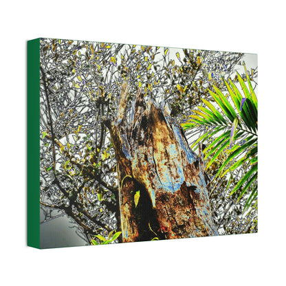 Canvas Stretched - Forest@Home - El Yunque - Recovering from Hurricane Maria - Color mod enhances Tree broken by Maria - Tradewinds trail - Green Forest Home