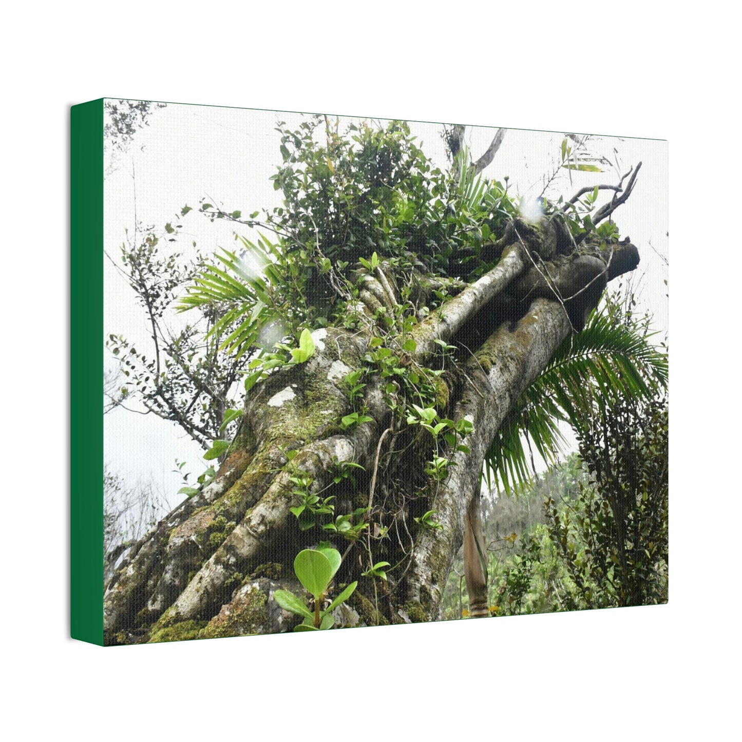 Canvas Stretched - Forest@Home - El Yunque - Recovering from Hurricane Maria - Color mod enhances Tree jumble common in EYNF - Tradewinds - Green Forest Home