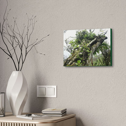 Canvas Stretched - Forest@Home - El Yunque - Recovering from Hurricane Maria - Color mod enhances Tree jumble common in EYNF - Tradewinds - Green Forest Home
